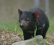 A devil with red ears and white patches under its neck, is standing on some bark chips, in front of some grass and behind a rock of the size of its body.