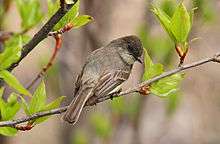 A bird with a brown back perching on a twig