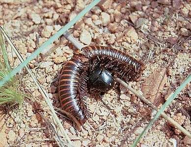 Beetle with millipede prey