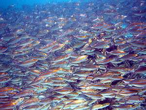 Photo of thousands of fish separated from each other by distances of 2 inches (51 mm) or less