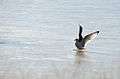 Seagull landing on ice.jpg