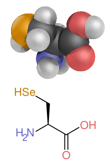 The structure of selenocysteine, this differs from the lead image by having the R group (the side-chain) replaced by a carbon atom with two hydrogen and a selenium attached.