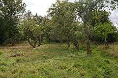 Sergeants Orchard