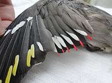  a spread wing with yellow white and red markings