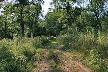 deciduous woodland with rich grassy undergrowth