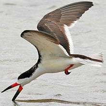 A white and black bird in mid-flight, with its bill open and skimming the surface of water