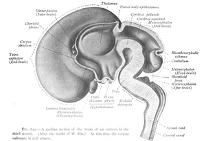 Central nervous system seen in a median section of a 3 month old embryo.