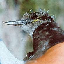 A small bird with tiny sticky fruit stuck below the eye