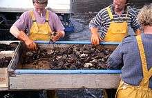 Photo of crabs in large, open metal box surrounded by fishermen