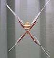 St Andrews Cross spider.JPG