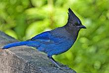 Steller's jay