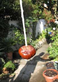 strung conker