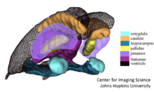 Figure showing triangualted meshes generated from populations of many segmented MRI brains. Each different surface represents a different shape in shape space.