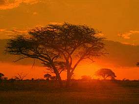 A leafless tree partially obstructs a sunrise over a large field.