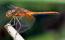 multi-colored dragonfly on branch facing left