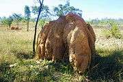 . This termite mound is about three meters in height and four meters across. The mound chimneys are about a meter in diameter and fuse together to form a rounded top.