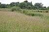 Thornwood Common Flood Meadow