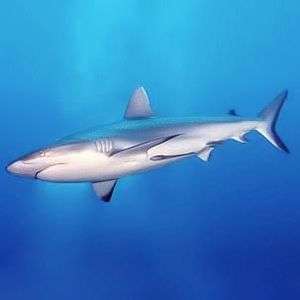 A shark swimming underwater in a bright blue sea