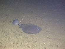 A dark gray ray cruising over a plain sandy bottom