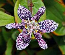 Tricyrtis hirta