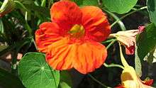 Tropaeolum majus