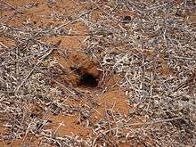 A small hole descends into the red sandy earth at an angle.