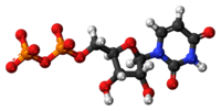 Ball-and-stick model of the UDP molecule as an anion