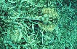 Ray swimming over a dense bed of seagrass