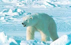 Great Arctic Zapovednik