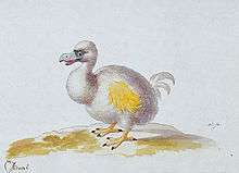 Painting of a white dodo with yellow wings