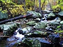 Photo of tree covered stream in mountains