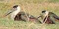 Wooly necked stork, Village Bakarpur pond, Aerpcity , Mohali.jpg