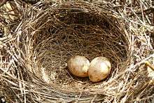 Two eggs in a cup-shaped nest