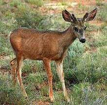 Young deer in grass