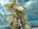 Yucca Glauca flowers