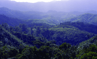 Hills covered with dense blue green tropical forests